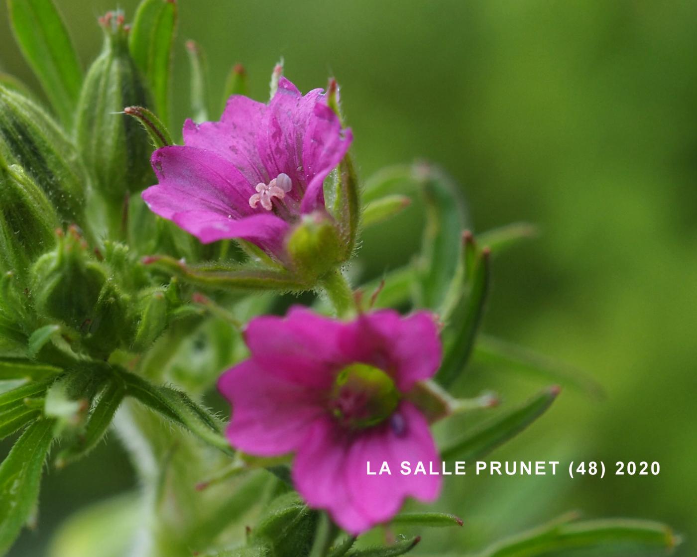 Cranesbill, Mountain flower